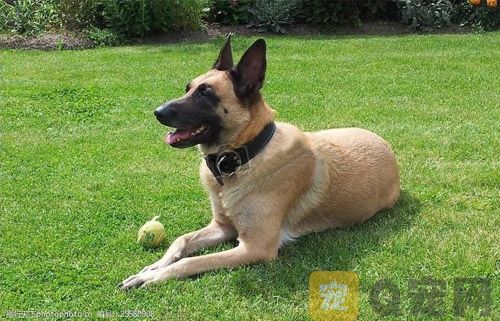 訓(xùn)練狗狗的常用方法